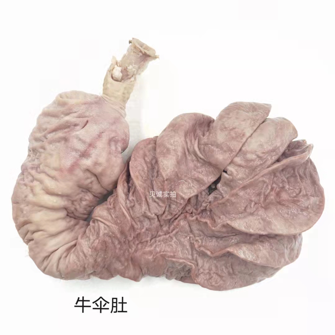 新鲜牛皱胃伞肚火伞500g黄牛伞袋消化胃牛肉汤牛杂店卤煮材料