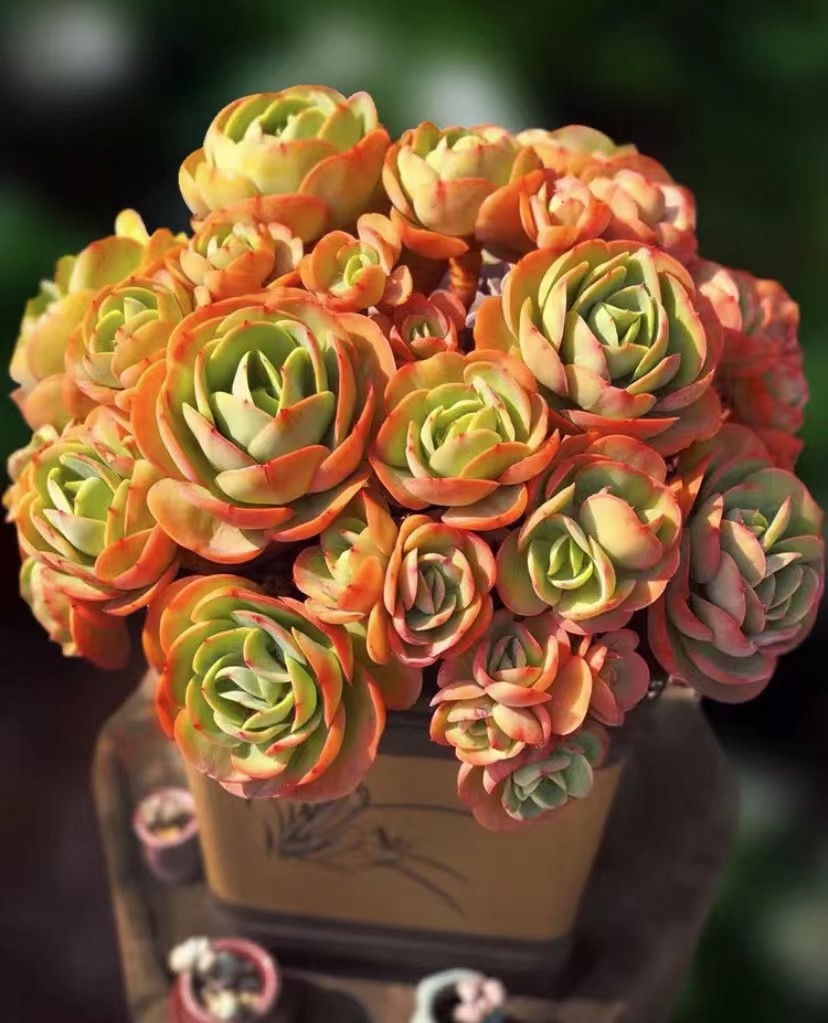 碧桃多肉(碧桃多肉怎么养才能爆头)