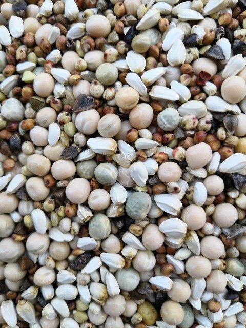 特价鸽子饲料 鸽粮_幼鸽粮c级 无玉米鸽子食 赛鸽营养饲料鸟食包邮信