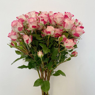新鲜多头甜蜜蔷薇 红白相间折射多头玫瑰 养眼清新花卉 北京鲜花