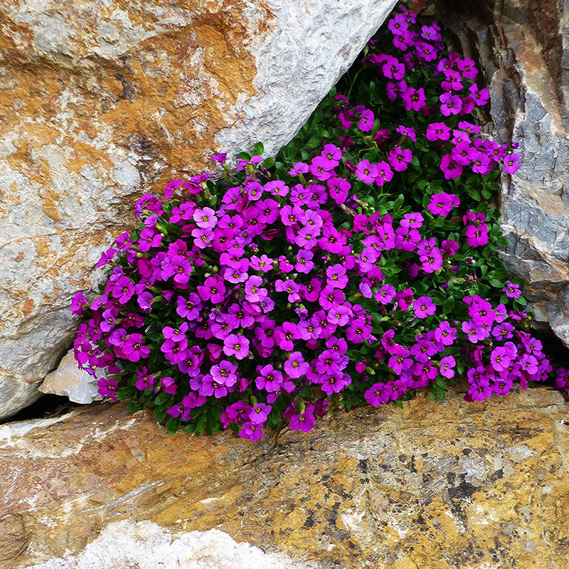 南庭芥种子 四季播种 春播花种子 室内阳台盆栽易种 植物花籽