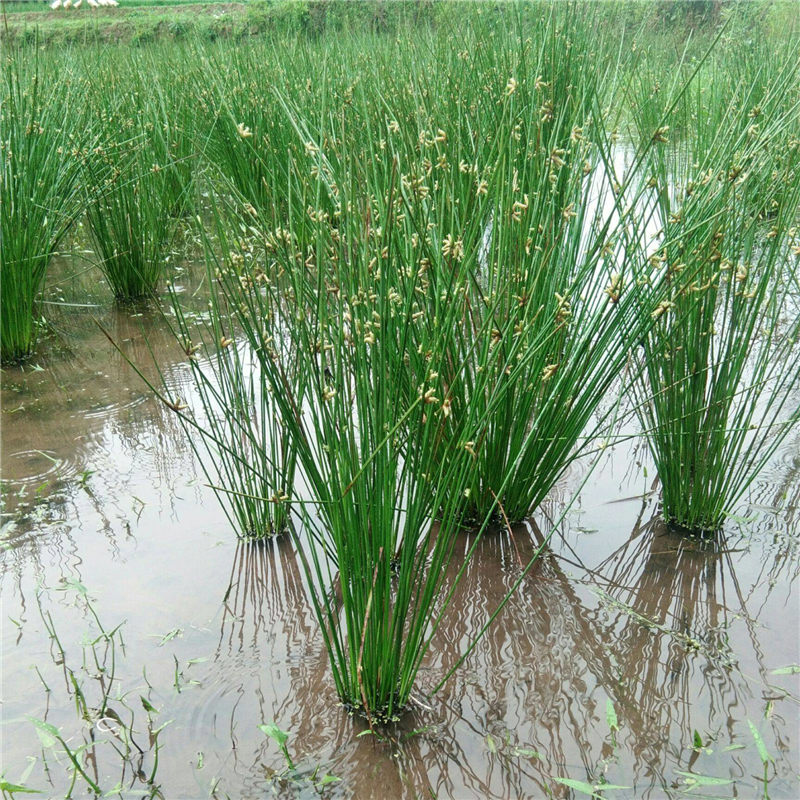 龙须草盆栽_灯芯草种苗水灯心花苗野席草可盆栽龙须草苗带根土新鲜现