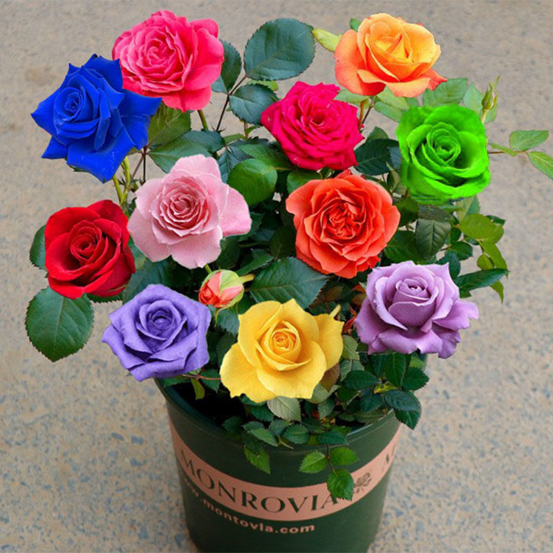 嫁接多色玫瑰花盆栽 蓝色玫瑰花苗四季开花不断大花带花苞老桩