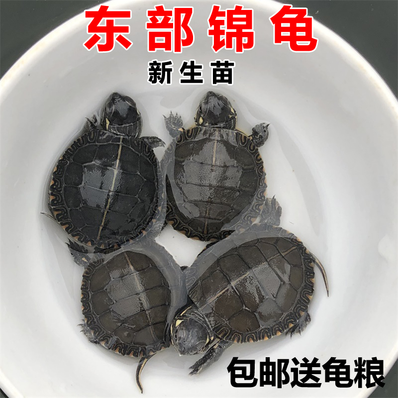 东锦东部锦龟苗深水龟小乌龟活物西锦南锦龟活体宠物观赏外塘包邮