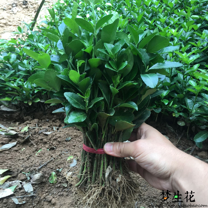 新品上市绿化工程苗木庭院绿色植物四季常青大叶冬青黄杨篱笆树苗