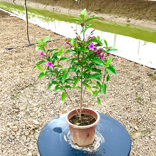 紫云杜鹃花期长多年生庭院阳台花卉绿植钩粉草紫云花盆栽地栽绿篱