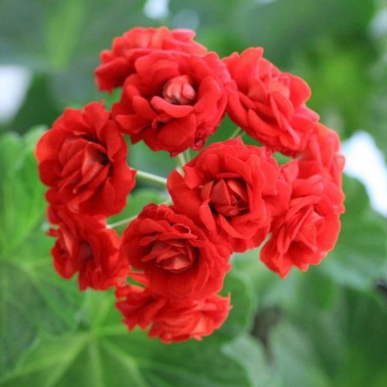 天竺葵 红碗1年老桩 驱蚊阳台庭院办公室绿植盆栽植物花卉