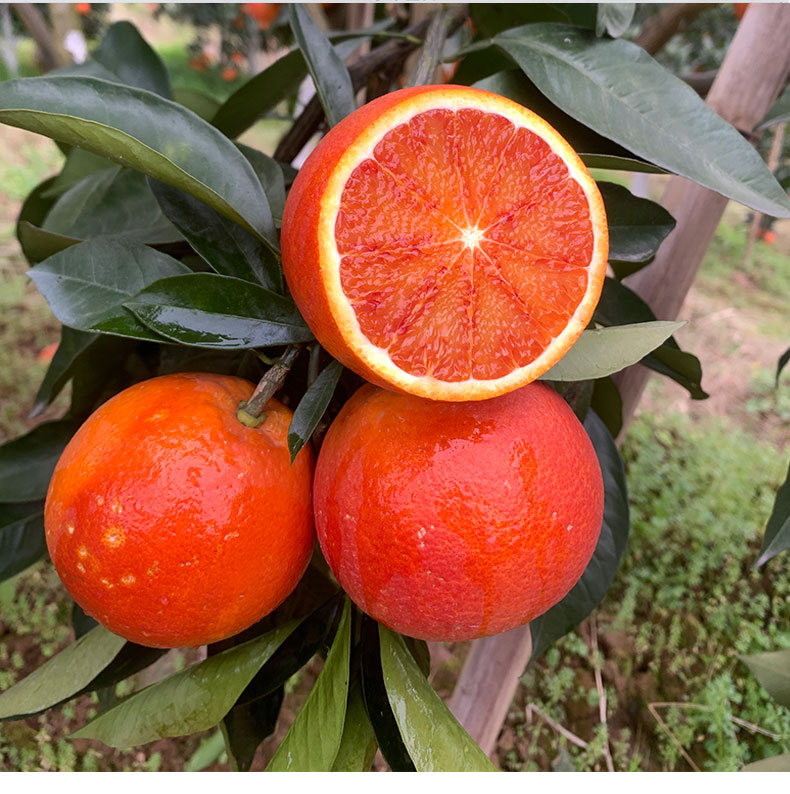 血橙5斤-特价促销-优惠券领取-价格|多少钱|什么牌子好-35优惠券网站