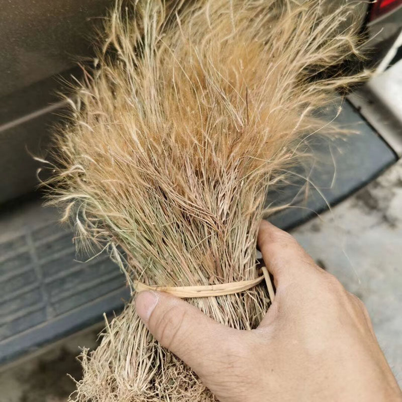 金丝草中药材猫毛草500g野生竹篙草新鲜干货笔仔草黄毛草尾竹篙草