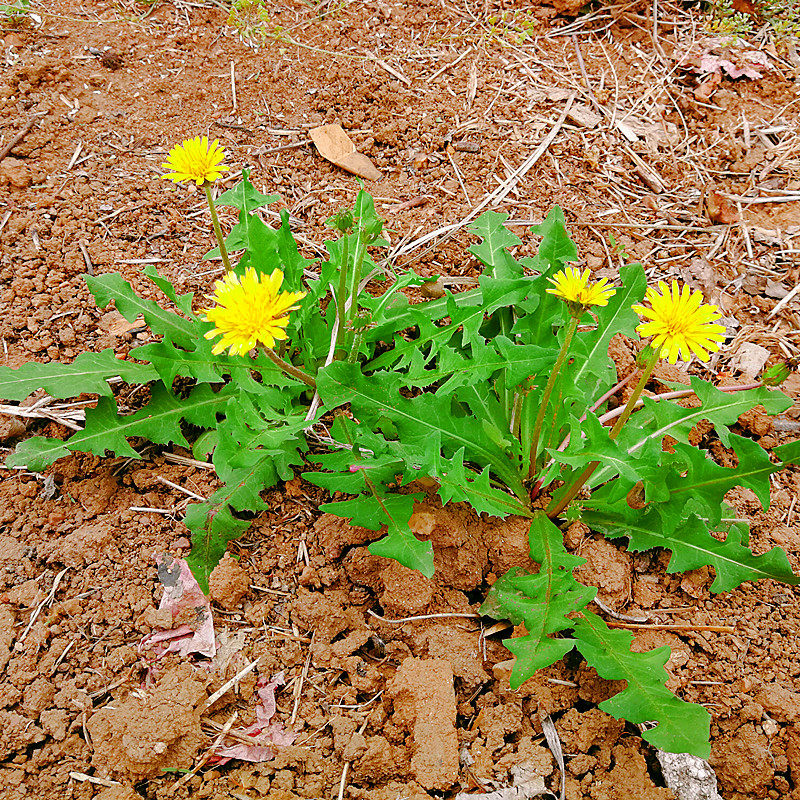 山东烟台野菜蒲公英野生新鲜带根婆婆丁生吃食用优质农产品挖包邮