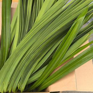泰国香料新鲜香兰叶香兰叶包鸡班兰叶原料做甜品500g,可在折上折领取