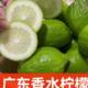 广东无籽香水柠檬新鲜手打柠檬一二级特价果香味浓郁奶茶饮品店用