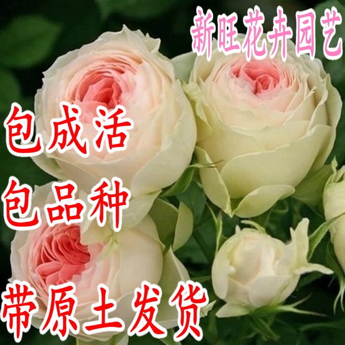 爬藤爬墙欧月藤本月季花苗庭院阳台盆栽赛蔷薇四季开花月季苗大花在类目 鲜花速递/花卉仿真/绿植园艺, 花卉/绿植盆栽(新), 花卉中 - 来自Buy2taobao.com提供专业的淘宝代购服务