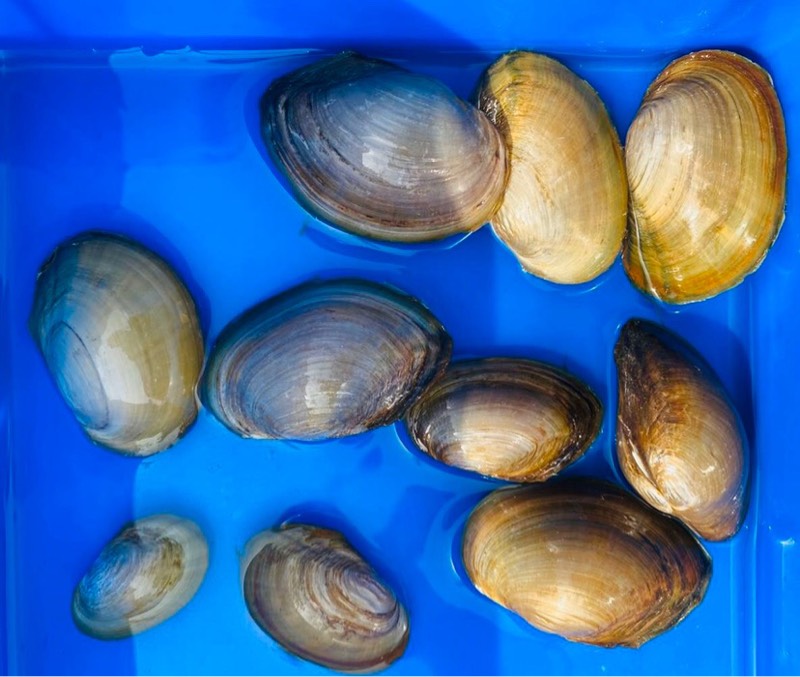 迷你小河蚌苗活体淡水冷水观赏原生小型水族宠物旁皮鱼鳑鲏繁殖