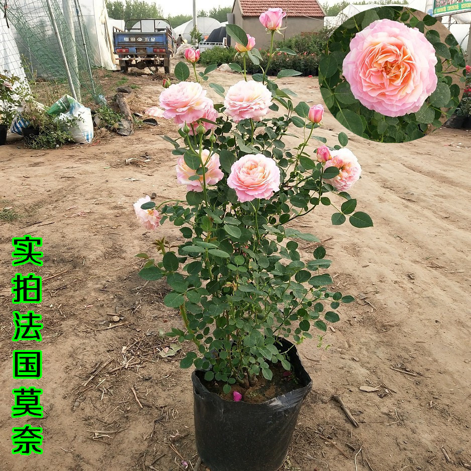 莫奈月季