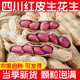 2023新鲜红皮花生带壳花生米种籽原味农家自种晒干五红汤花生粒