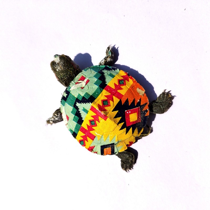 彩绘小乌龟活体 小乌龟苗活体彩龟活的宠物龟彩绘七彩 送龟粮