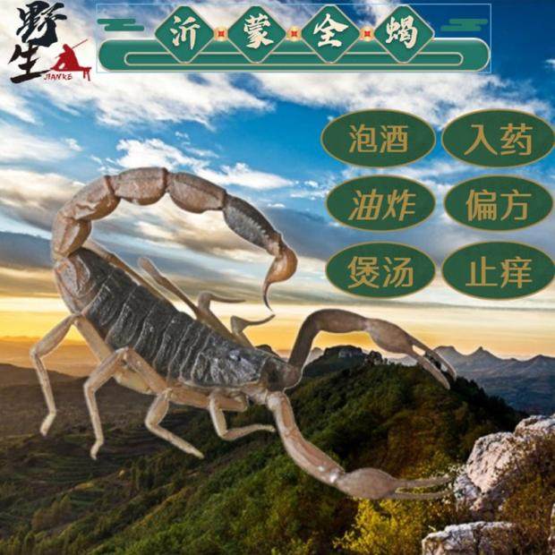 蝎子活体沂蒙山全蝎子活蝎子野生油炸蝎子泡酒入药用偏方煲汤全虫