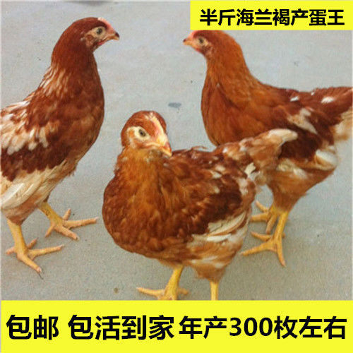 产蛋王九斤红农家散养蛋鸡海兰褐半大鸡开产鸡多蛋鸡一年下320枚