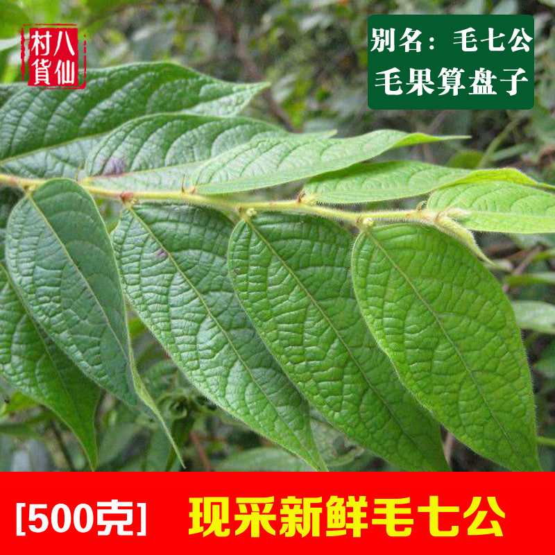 野生毛七公新鲜漆大姑毛七哥毛果算盘子毛漆中草药500克包邮