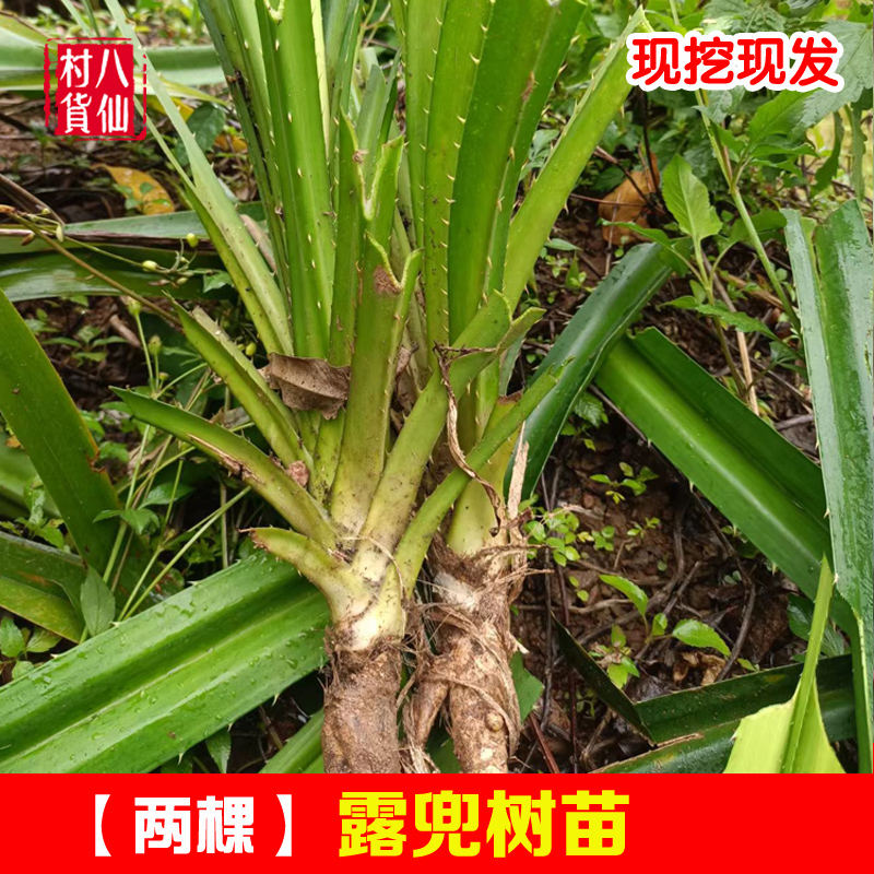 露兜树苗 假菠萝苗 山菠萝苗 野菠萝露兜果苗露兜苗 两棵 包邮