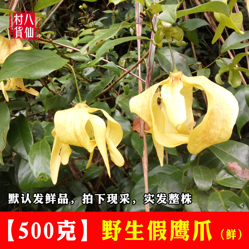 野生新鲜假鹰爪 一串珠 鸡爪凤 酒饼叶 半夜兰 现采草药 包邮 - 八仙