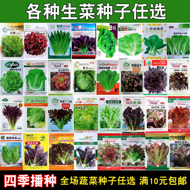 各种生菜叶菜种子大田菜园阳台易种高产生菜种子蔬菜种子可盆栽