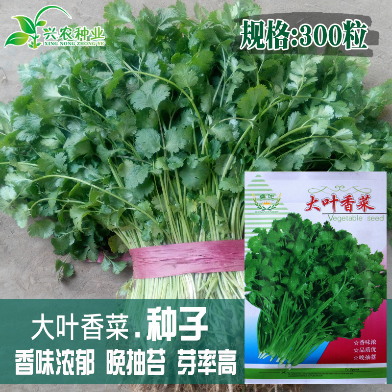 速生大叶香菜种子农田菜园可四季盆栽柔嫩香味浓大叶芫荽蔬菜籽