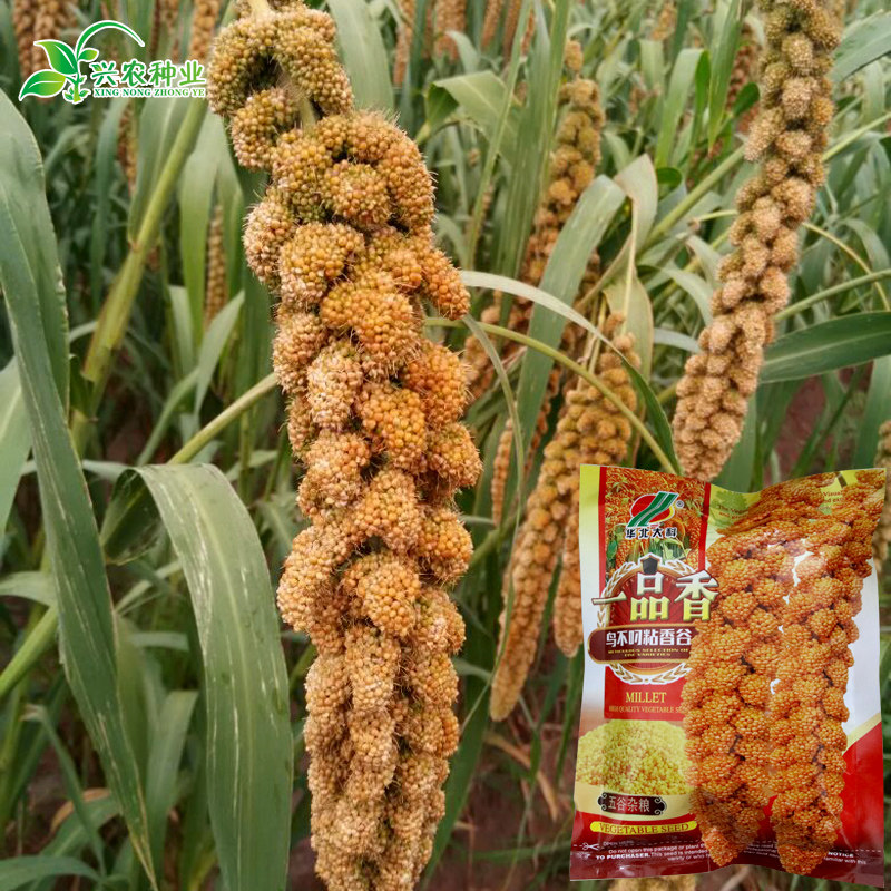 一品香鸟不叼粘香谷子种子抗鸟害酿酒谷包粽子糯小米种子粘米种子