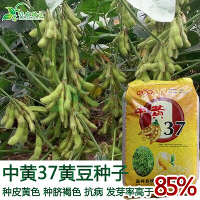 黄豆种子 中黄37国审大田菜园高产籽粒椭圆饱满大豆毛豆杂粮种子