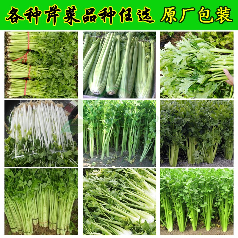 芹菜分类图片