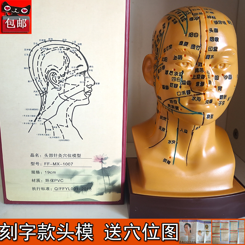 人体头部穴位模型针灸反射区头模具教学用脑部经络图