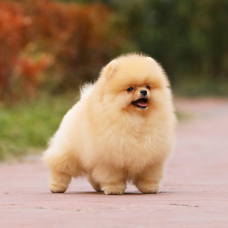 奶油色博美幼犬活体长不大袖珍哈多利球体爆毛长毛小型犬俊介训练