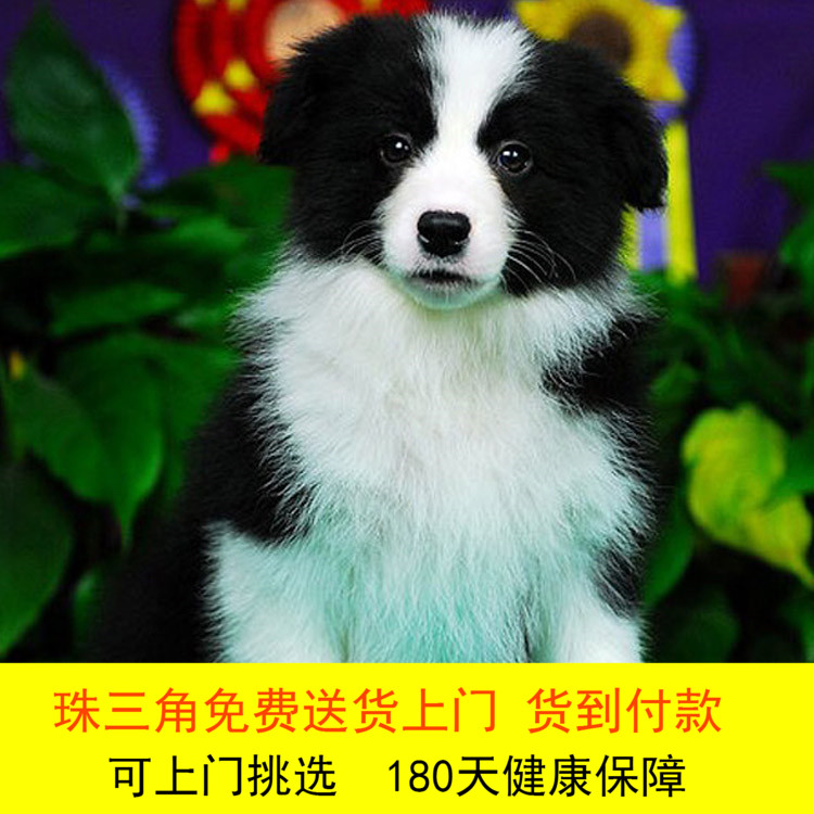边境牧羊犬纯种幼犬活体高智商宠物狗七白三通高品质家养中大型犬在类目 宠物/宠物食品及用品, 狗狗中 - 来自Buy2taobao.com提供专业的淘宝代购服务