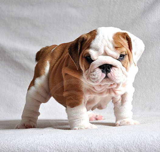 特价斗牛_纯种家养英国斗牛犬幼犬英牛英斗斗牛犬宠物狗狗法国斗牛