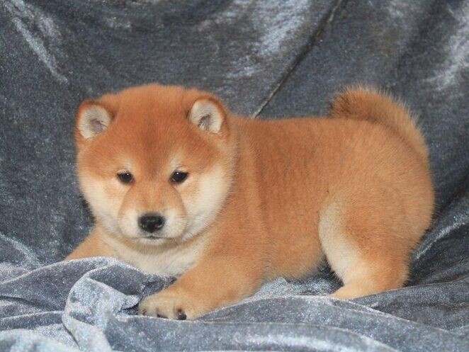 高品质纯种日本柴犬/柴犬幼犬/柴犬狗狗保纯种健康,可