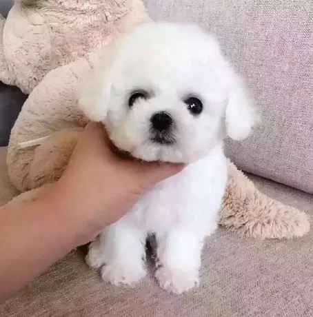 宠物小狗狗幼狗活体 比熊 家养_出售法国卷毛比熊犬活体幼犬纯种小型