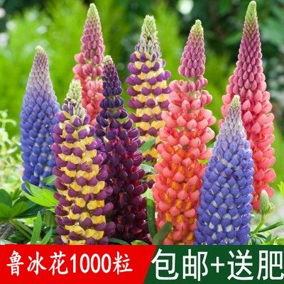 鲁冰花种子春播羽扇豆种子盆栽景观绿化庭院太阳花百日草花卉种子