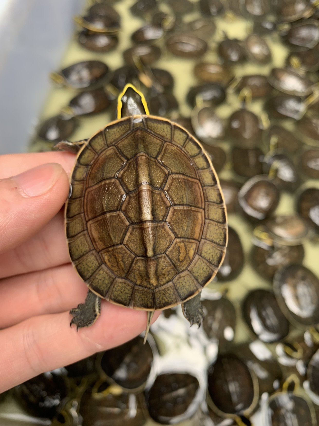 安布闭壳龟安布苗宠物龟半水龟黄缘苗台缘苗杂食龟活物体灰安缘苗