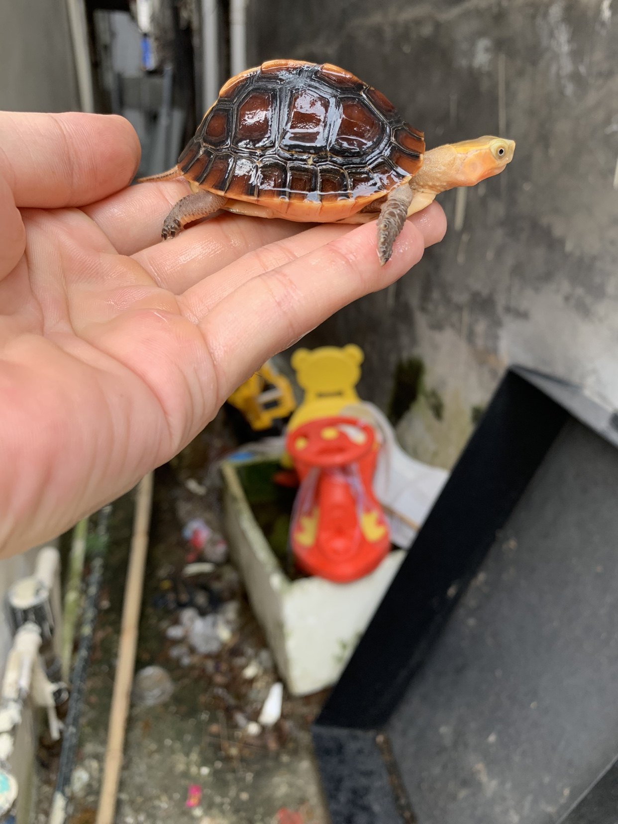 黄缘闭合龟苗安缘闭壳龟苗台缘闭壳龟苗台缘苗安缘苗大陆缘苗幼龟