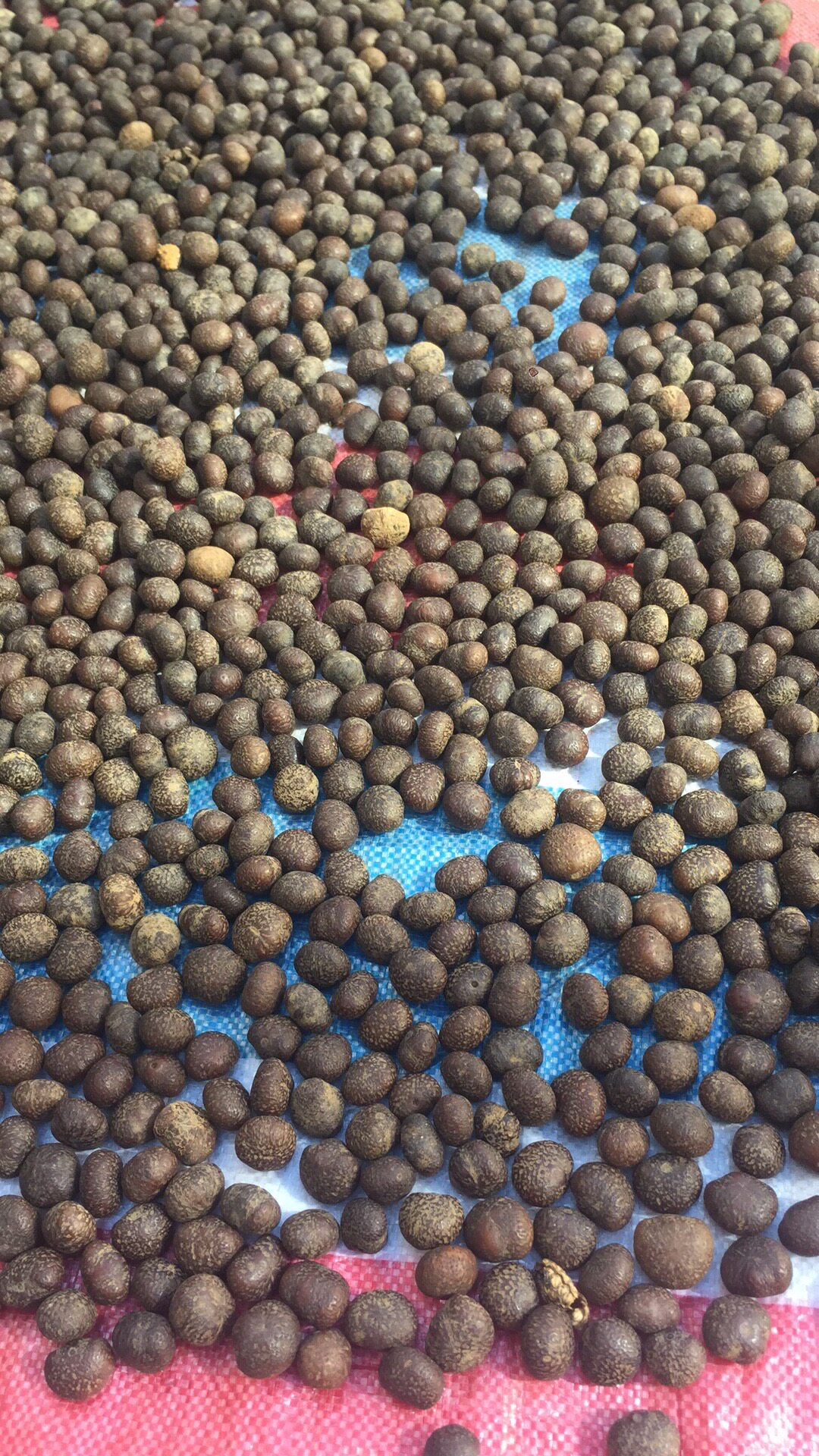 海南星月菩提原料原籽带皮毛料高密原生态毛感干籽元宝随形按斤 - 必