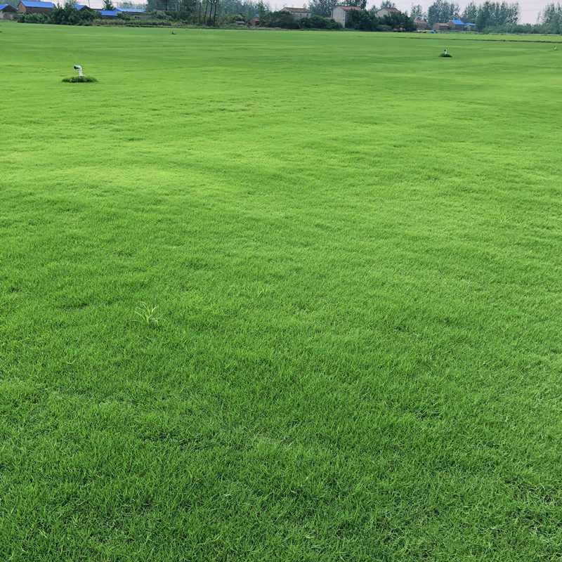 台湾青草坪草籽庭院别墅绿化护坡狗牙根黑麦草四季常青种子包邮