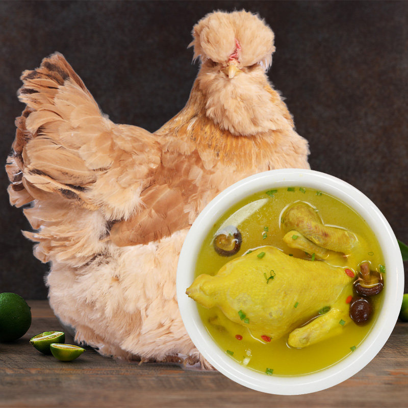 首农百年栗园散养北京老母鸡天油鸡