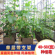 园之助种菜盆家用阳台种植箱屋顶菜园蔬菜菜盆园艺室内户外架花槽