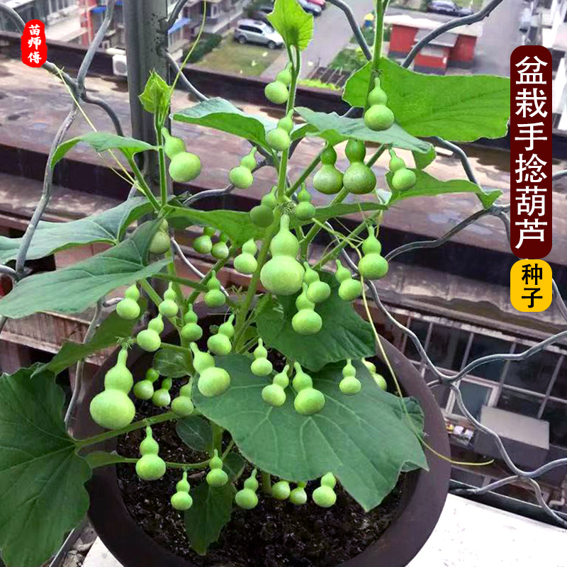 葫芦种籽子种子文玩小手捻葫芦苗阳台盆栽四季观赏大葫芦籽种大全