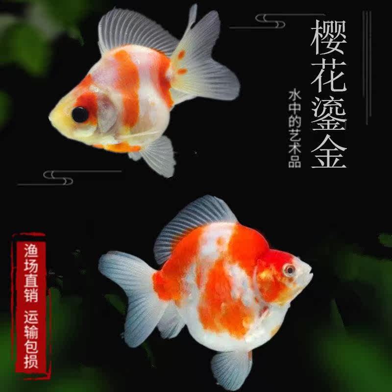 热销短尾鎏金_樱花鎏金金鱼活体小金鱼短尾鎏金高背金鱼元宝鎏金招财