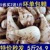 精選大藠頭無葉交頭荞頭蔬菜藠頭種子農家現挖叫頭教頭荞子5斤裝 精選大藠頭無葉交頭荞頭蔬菜藠頭種子農家現挖叫頭教頭荞子5斤裝