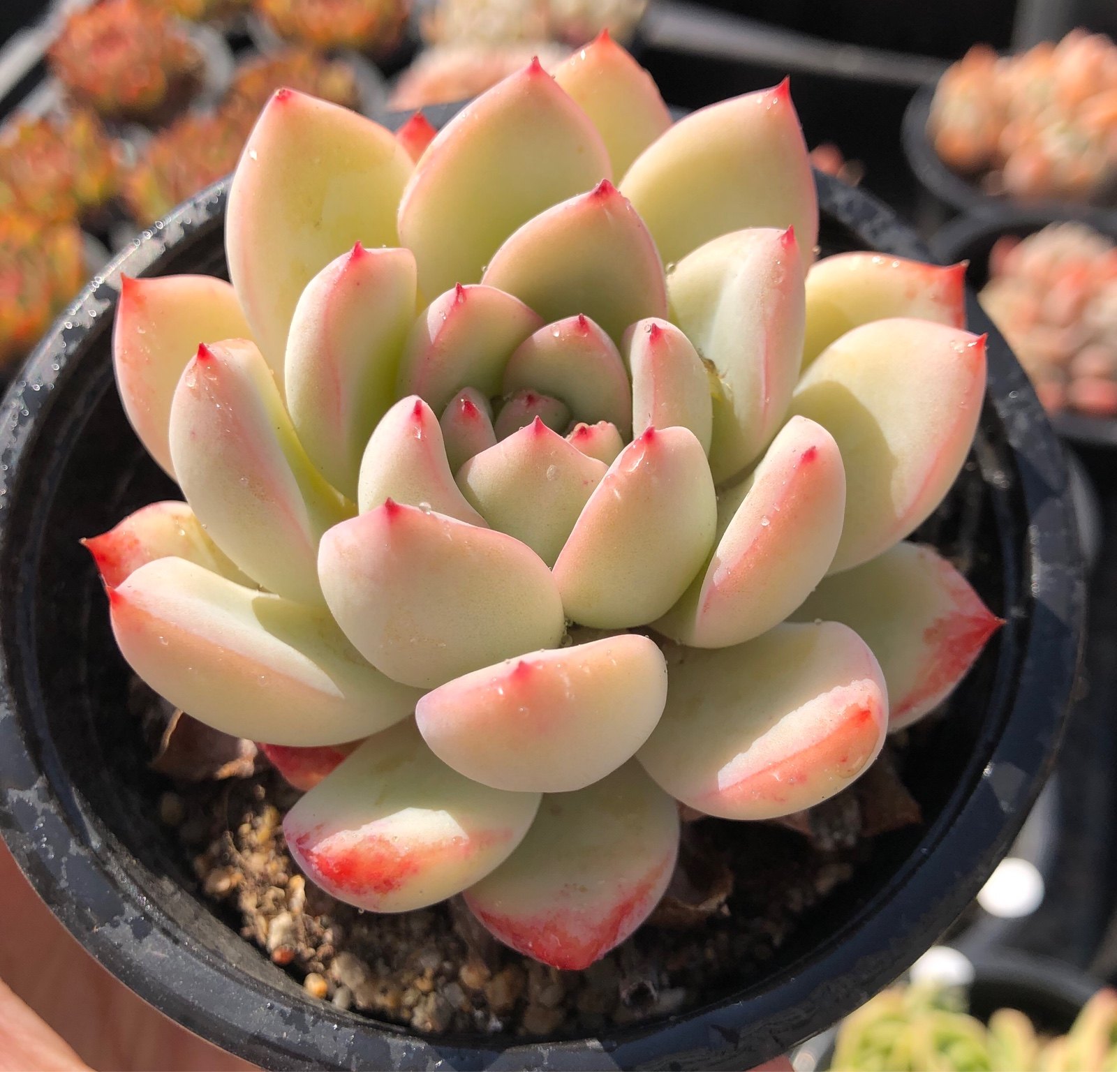 多肉植物韩国进口韩版水莲正版水莲母本单头5厘米水莲多肉