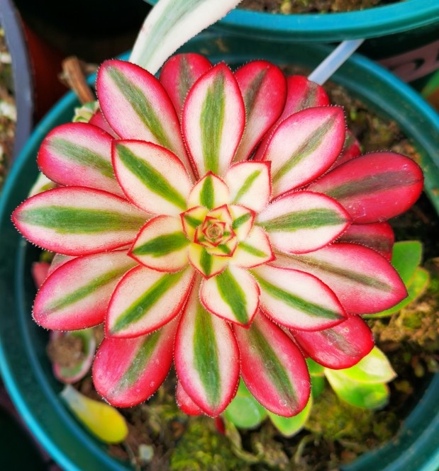 小东花卉12号直播间香奈儿法师圆叶超白锦荷兰圆叶锦法师小东花卉