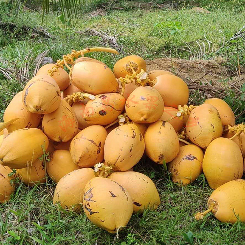 海南金椰黄金椰子10个装包邮孕妇当季新鲜水果黄椰汁现摘现发